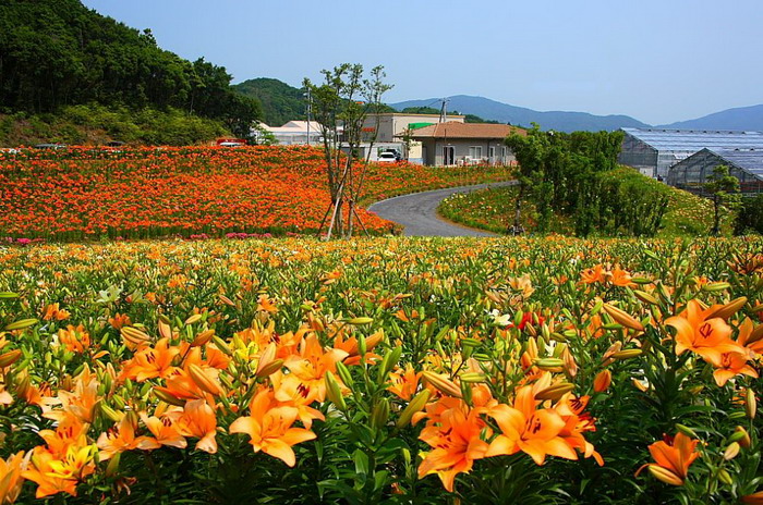 LILLY FLOWERS