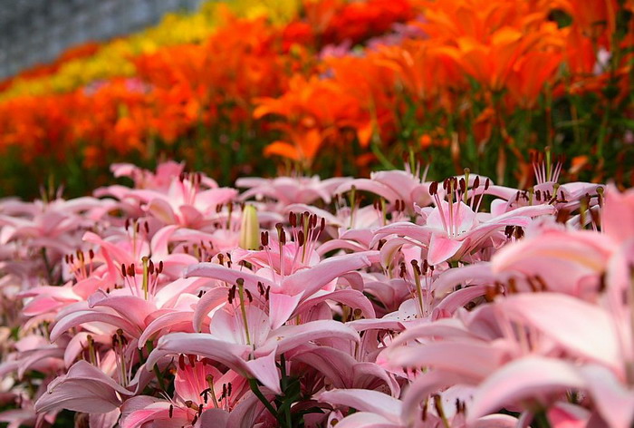 LILLY FLOWERS