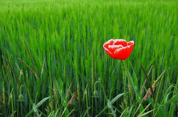 Feel the Beauty of Colorful Poppy Flowers