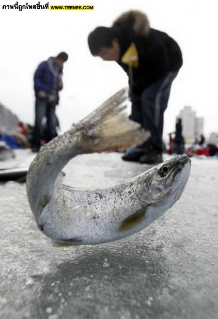เทศกาลตกปลาใต้น้ำแข็งที่เกาหลีใต้!!