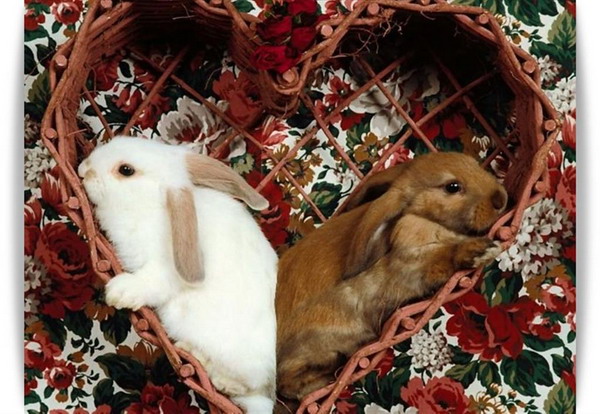กระต่ายน้อยน่ารัก