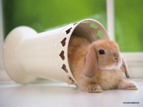 กระต่ายน้อยน่ารัก