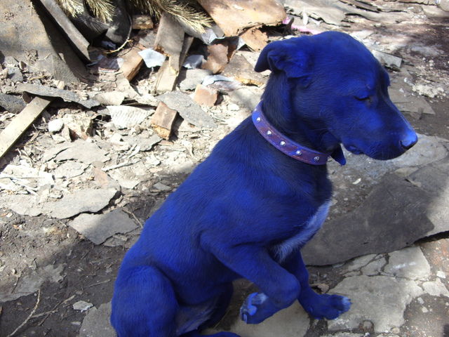 Blue Dog ของแท้