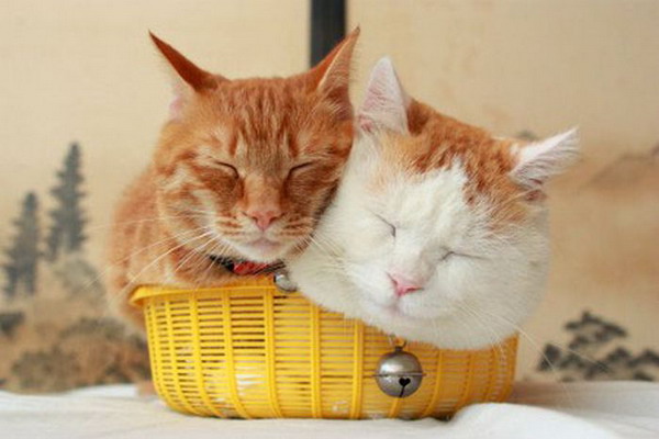 แมวชิโร่กับสมาชิกในครอบครัว นอนหลับน่ารักเชียว 