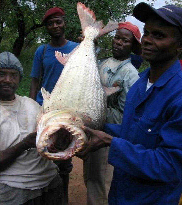 ปลาเสือโกลิอัท - มอนสเตอร์น้ำจากแอฟริกา