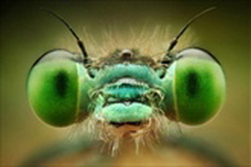 ส่องดวงตาแมลง แบบประชิด