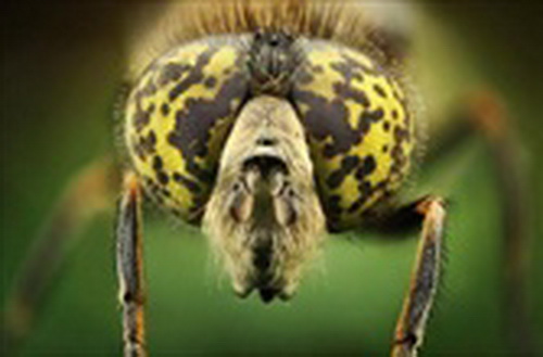ส่องดวงตาแมลง แบบประชิด