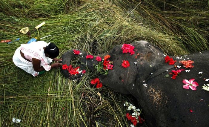 คอลเลคชั่น รูปถ่ายสัตว์โลก ยอดเยี่ยมแห่งปี 2012