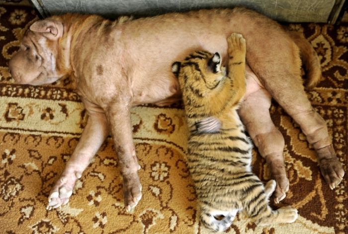 คอลเลคชั่น รูปถ่ายสัตว์โลก ยอดเยี่ยมแห่งปี 2012