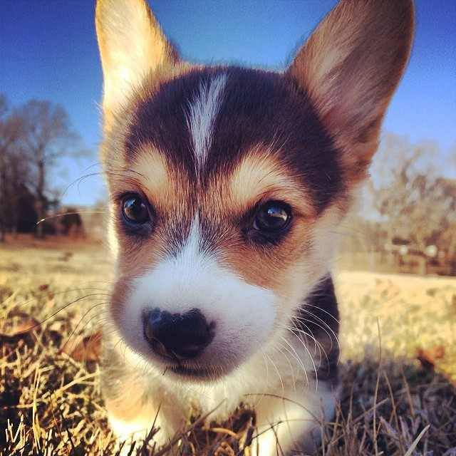 cute puppy