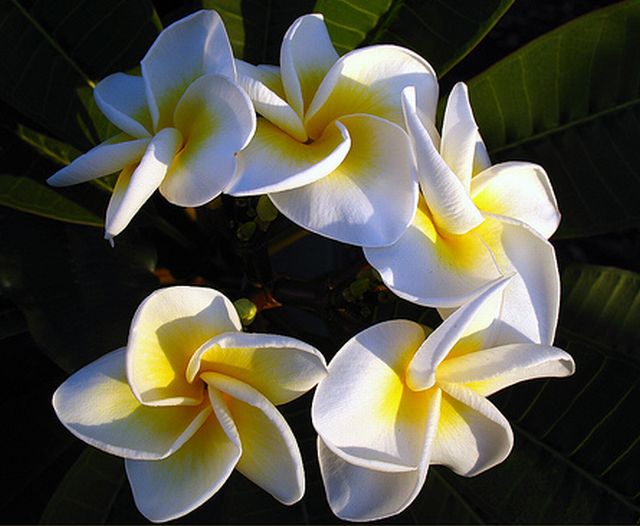 ดอกลีลาวดี 2 (Plumeria)