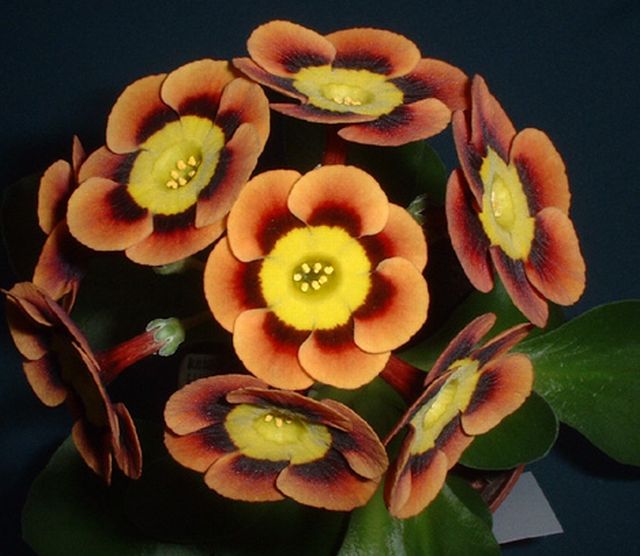 ดอก Auricula