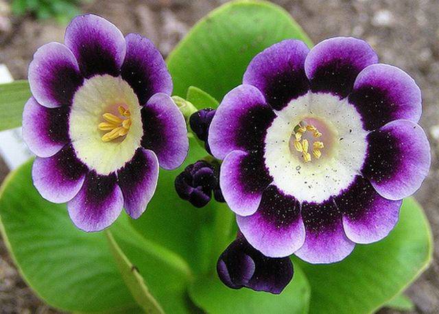 ดอก Auricula