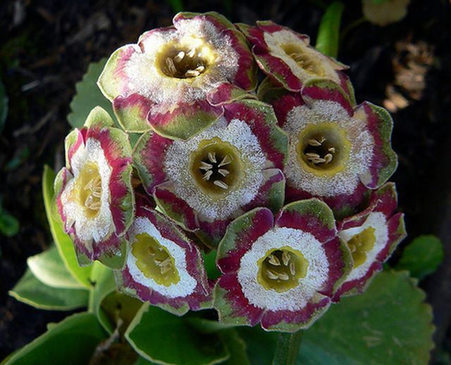 ดอก Auricula