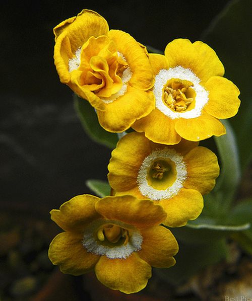 ดอก Auricula