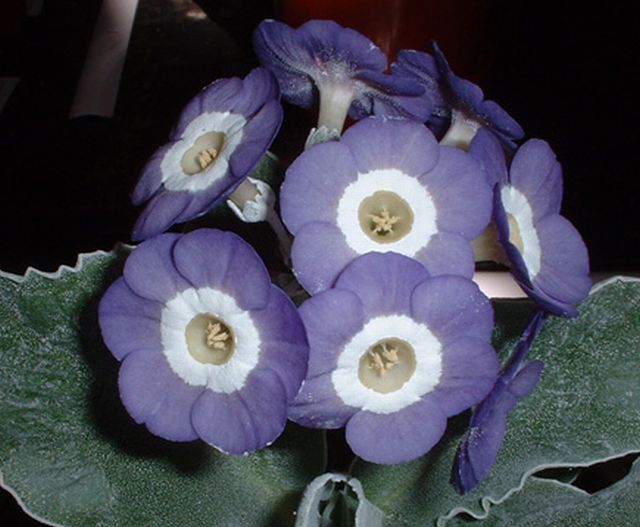 ดอก Auricula