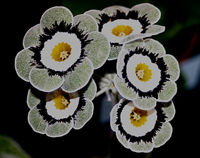 ดอก Auricula