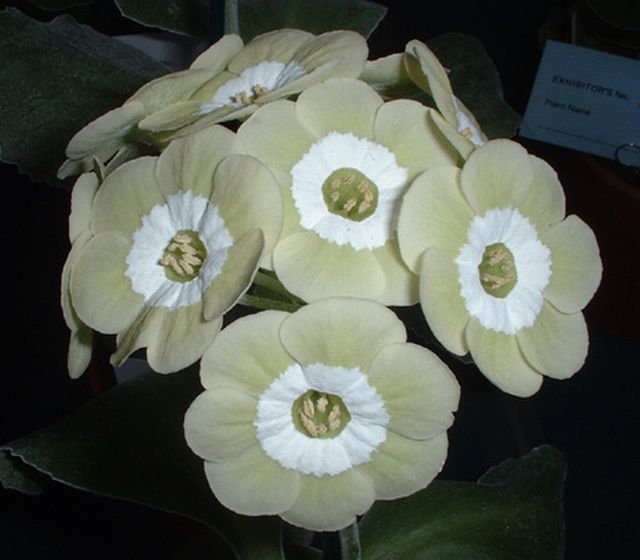 ดอก Auricula