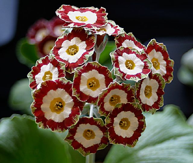 ดอก Auricula