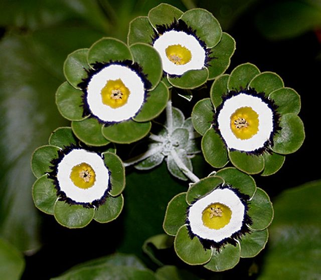 ดอก Auricula