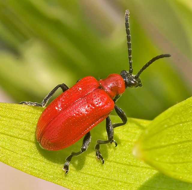 Scarlet lily beetle