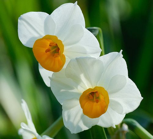 ดอกแดฟโฟดิล (Daffodil)