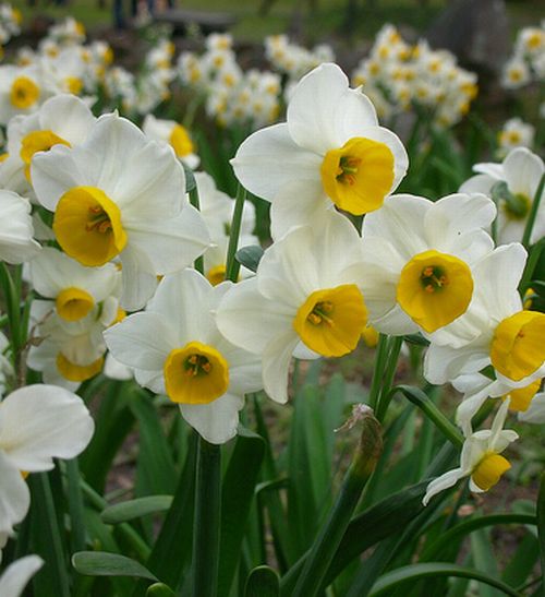 ดอกแดฟโฟดิล (Daffodil)