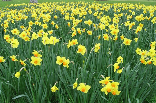 ดอกแดฟโฟดิล (Daffodil)