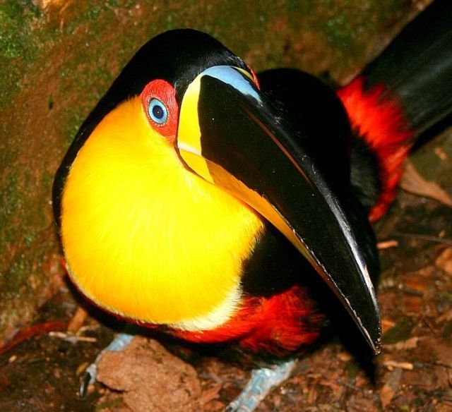 Channel-billed Toucan