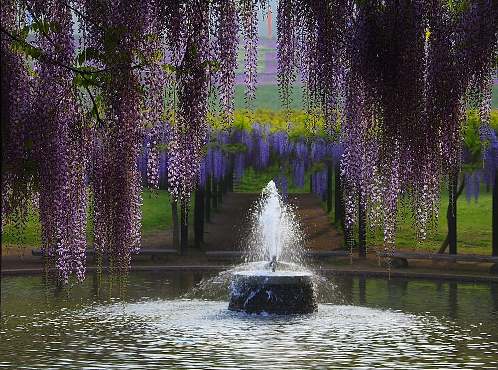 Wisteria บานสะพรั่ง 2