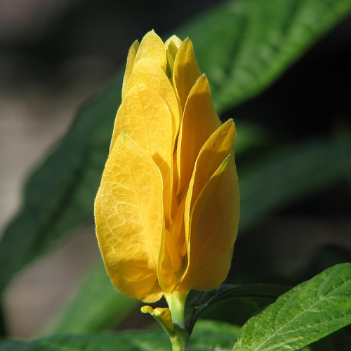 ดอกเหลืองคีรีบูน