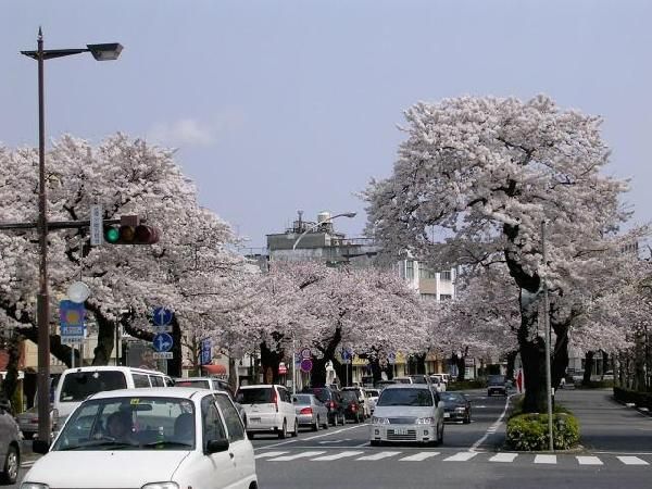 ซากุระบานที่ญื่ปุ่น