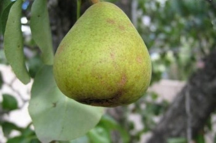 ลูกแพร์ ( Pear )