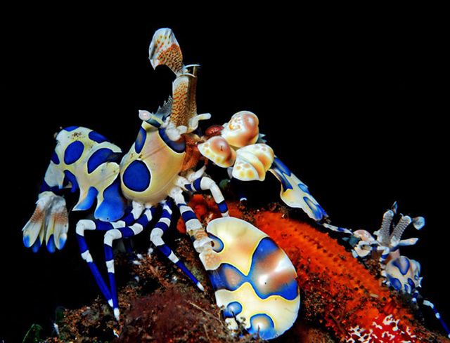 กุ้งตัวตลก (Harlequin Shrimp)