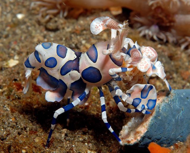 กุ้งตัวตลก (Harlequin Shrimp)