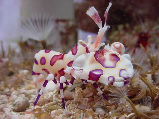 กุ้งตัวตลก (Harlequin Shrimp)