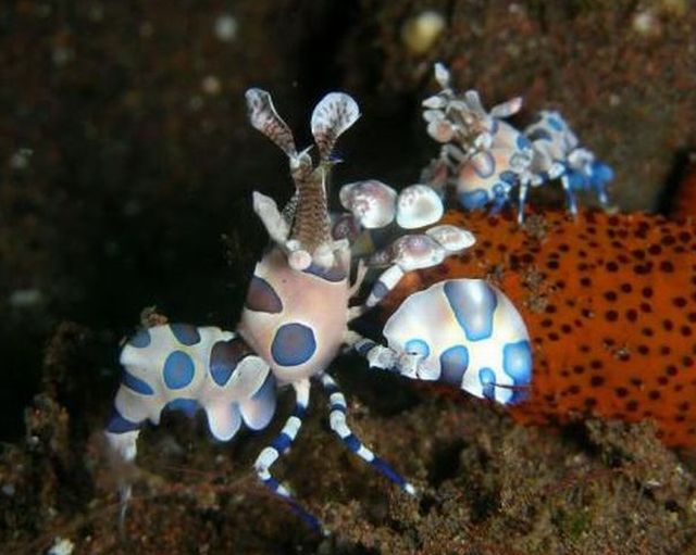 กุ้งตัวตลก (Harlequin Shrimp)