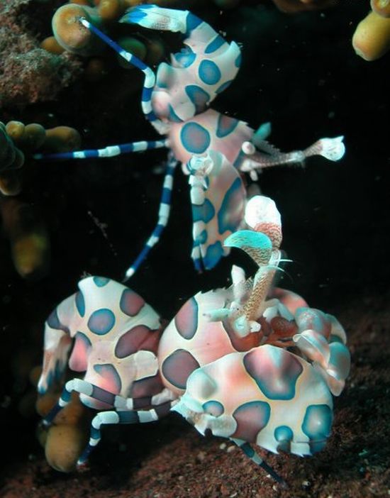 กุ้งตัวตลก (Harlequin Shrimp)