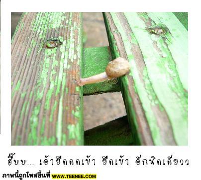 ~หอยทากข้ามสะพาน~