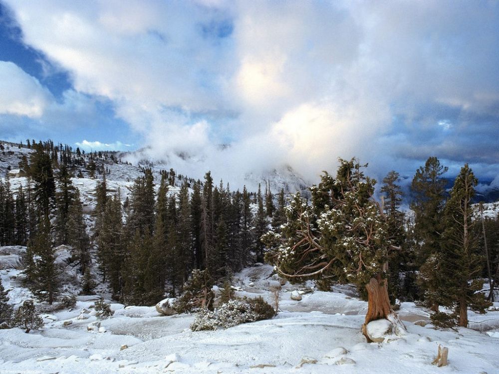 Early Snow Tree Huddle, Sierra Nevada, California