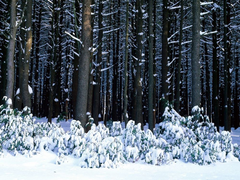 Eastern White Pine Trees, Pocono Mountains, Pennsylvania