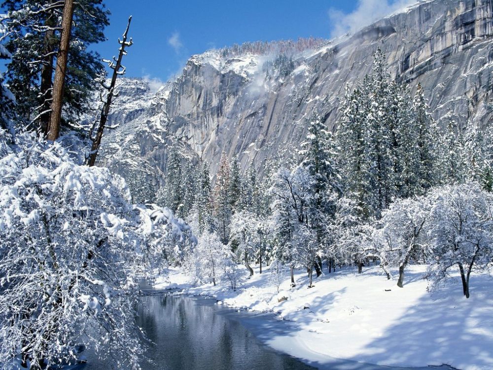 Snow Flocks Yosemite National Park, California
