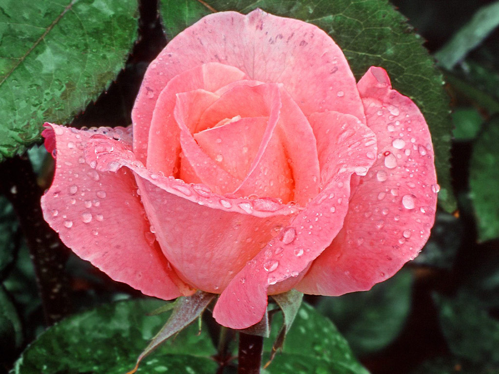 อรุณสวัสดิ์ กับดอกไม้หลังฝนตกค่ะ....**แก้ไขค่ะ