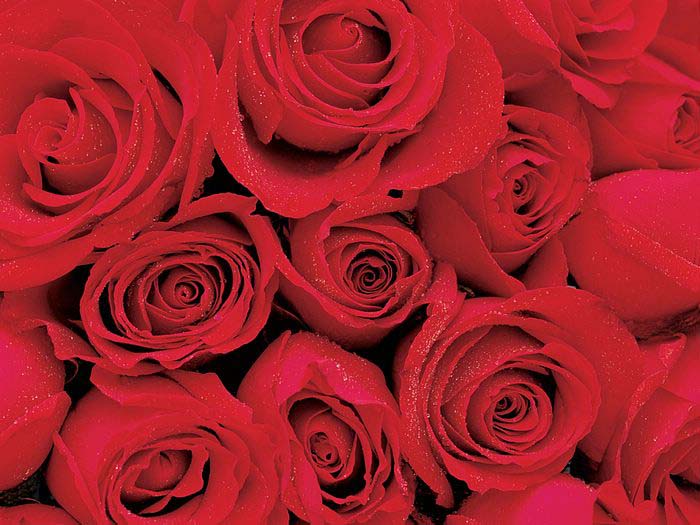 Roses_Symbol of Indispensable Love .•°•.° ღღღ Part 2