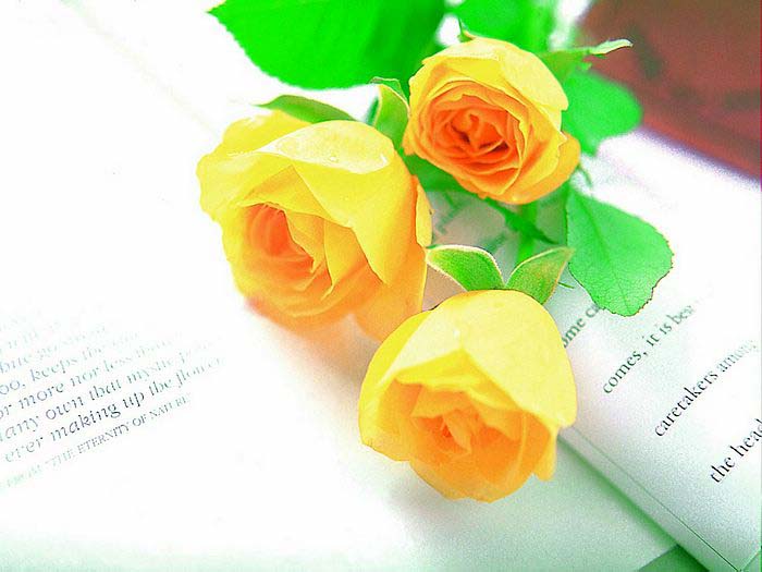 Roses_Symbol of Indispensable Love .•°•.° ღღღ Part 2