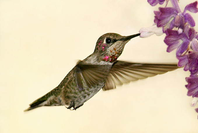 Hummingbird •°•.° ღ.