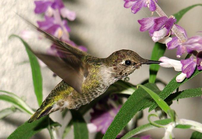 Hummingbird •°•.° ღ.