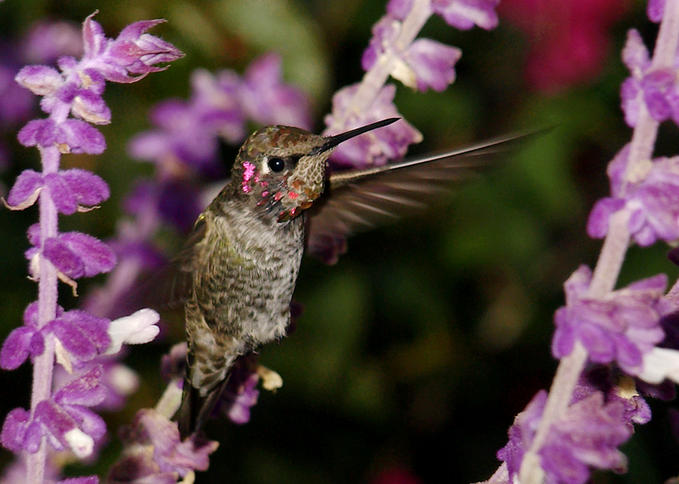 Hummingbird •°•.° ღ.