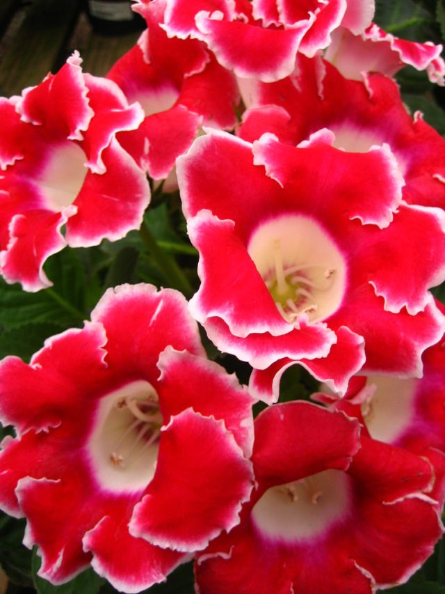ดอก Gloxinia สีสวย