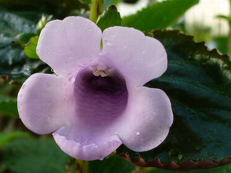 ดอก Gloxinia สีสวย